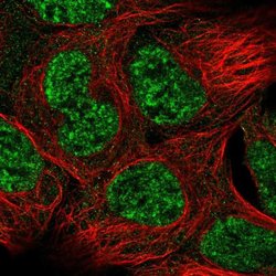 Invitrogen GAS1 Polyclonal Antibody 100 &mu;L; Unconjugated:Antibodies,