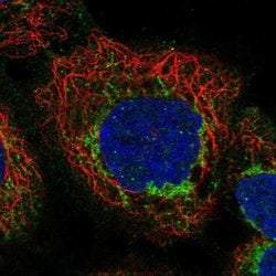 Invitrogen Apolipoprotein L3 Polyclonal Antibody 100 &mu;L; Unconjugated:Antibodies,