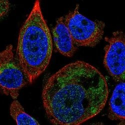 Invitrogen SLC25A16 Polyclonal Antibody 100 &mu;L; Unconjugated:Antibodies,