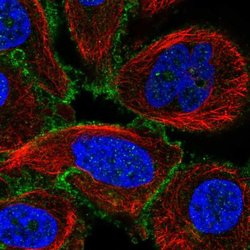 Invitrogen GPRIN1 Polyclonal Antibody 100 &mu;L; Unconjugated:Antibodies,