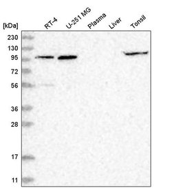 Invitrogen GPRIN1 Polyclonal Antibody 100 &mu;L; Unconjugated:Antibodies,