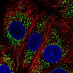 Invitrogen DHTKD1 Polyclonal Antibody 100 &mu;L; Unconjugated:Antibodies,
