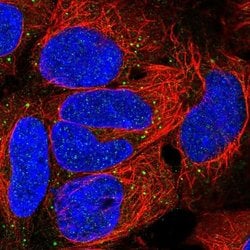 Invitrogen EDA Polyclonal Antibody 100 &mu;L; Unconjugated:Antibodies,