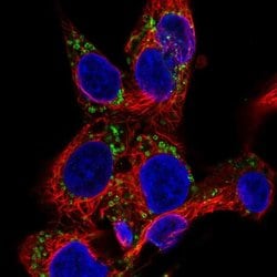 Invitrogen EDA Polyclonal Antibody 100 &mu;L; Unconjugated:Antibodies,