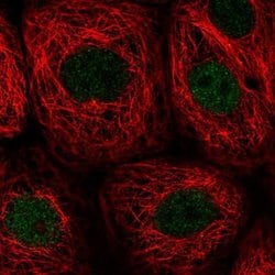 Invitrogen PWWP2B Polyclonal Antibody 100 &mu;L; Unconjugated:Antibodies,