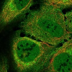 Invitrogen LUZP2 Polyclonal Antibody 100 &mu;L; Unconjugated:Antibodies,