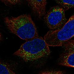 Invitrogen YIF1B Polyclonal Antibody 100 &mu;L | Buy Online | Invitrogen&trade; | Fisher Scientific