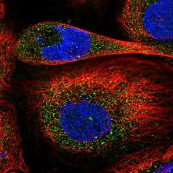 Invitrogen DIXDC1 Polyclonal Antibody 100 &mu;L; Unconjugated:Antibodies,