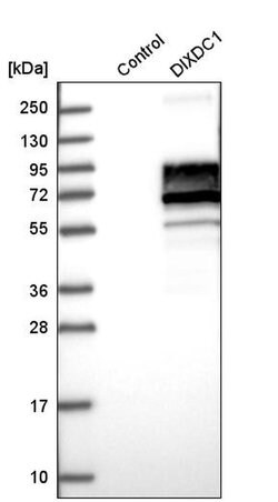 Invitrogen DIXDC1 Polyclonal Antibody 100 &mu;L; Unconjugated:Antibodies,