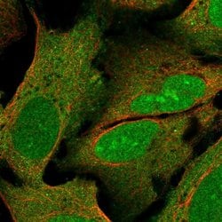 Invitrogen WIBG Polyclonal Antibody 100 &mu;L; Unconjugated:Antibodies,