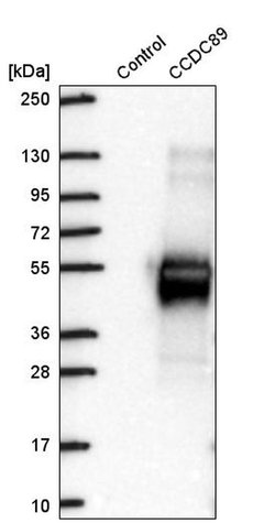 Invitrogen Ccdc89 Polyclonal Antibody 100 &mu;L; Unconjugated:Antibodies,