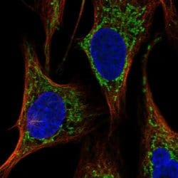 Invitrogen HAUS3 Polyclonal Antibody 100 &mu;L; Unconjugated:Antibodies,