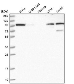 gamma Adaptin Polyclonal Antibody, Invitrogen 100 &mu;L | Buy Online | Thermo Scientific | Fisher Scientific