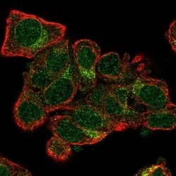 Invitrogen TXNL4A Polyclonal Antibody 100 &mu;L; Unconjugated:Antibodies,