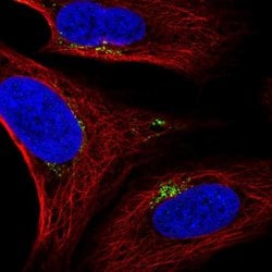 Invitrogen SPATA25 Polyclonal Antibody 100 &mu;L; Unconjugated:Antibodies,