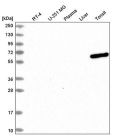 Invitrogen UTP3 Polyclonal Antibody 100 &mu;L; Unconjugated:Antibodies,