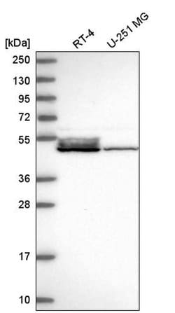 Invitrogen DNAJA4 Polyclonal Antibody 100 &mu;L; Unconjugated:Antibodies,