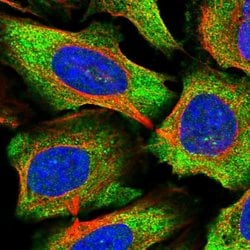 Invitrogen C15orf39 Polyclonal Antibody 100 &mu;L; Unconjugated:Antibodies,