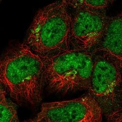 Invitrogen FAM184A Polyclonal Antibody 100 &mu;L; Unconjugated:Antibodies,