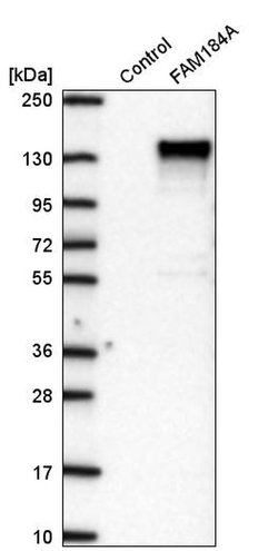Invitrogen FAM184A Polyclonal Antibody 100 &mu;L; Unconjugated:Antibodies,