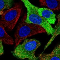 Invitrogen CPPED1 Polyclonal Antibody 100 &mu;L; Unconjugated:Antibodies,
