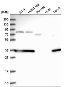 Invitrogen CPPED1 Polyclonal Antibody 100 &mu;L; Unconjugated:Antibodies,