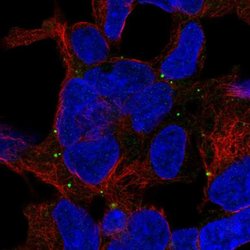 Invitrogen TRAPPC5 Polyclonal Antibody 100 &mu;L; Unconjugated:Antibodies,