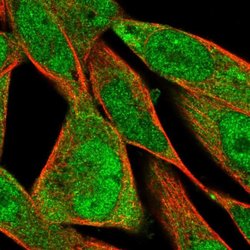 Invitrogen FXYD6 Polyclonal Antibody 100 &mu;L; Unconjugated:Antibodies,