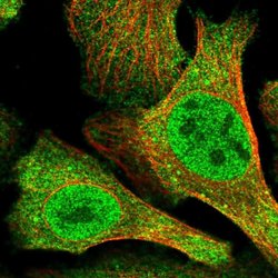 Invitrogen N4BP2 Polyclonal Antibody 100 &mu;L; Unconjugated:Antibodies,