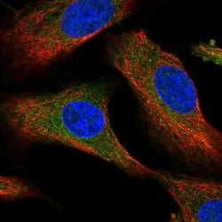 Invitrogen PDSS1 Polyclonal Antibody 100 &mu;L; Unconjugated:Antibodies,