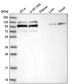 Invitrogen STRN4 Polyclonal Antibody 100 &mu;L | Buy Online | Invitrogen&trade; | Fisher Scientific