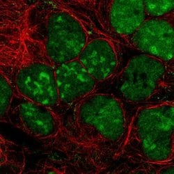 Invitrogen GPRIN3 Polyclonal Antibody 100 &mu;L | Buy Online | Invitrogen&trade; | Fisher Scientific