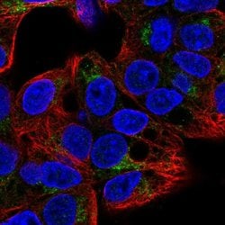 Invitrogen GGA2 Polyclonal Antibody 100 &mu;L; Unconjugated:Antibodies,