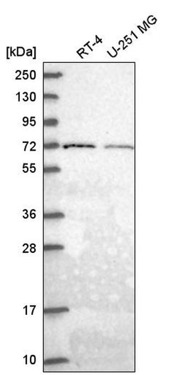 Invitrogen GGA2 Polyclonal Antibody 100 &mu;L; Unconjugated:Antibodies,