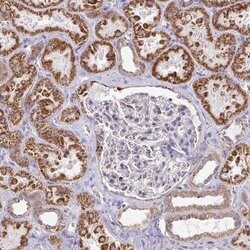 Invitrogen FAHD1 Polyclonal Antibody 100 &mu;L; Unconjugated:Antibodies,