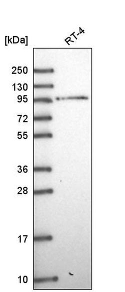 Invitrogen MAGED1 Polyclonal Antibody 100 &mu;L; Unconjugated:Antibodies,