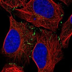 Invitrogen COH1 Polyclonal Antibody 100 &mu;L; Unconjugated:Antibodies,