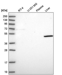Invitrogen COH1 Polyclonal Antibody 100 &mu;L; Unconjugated:Antibodies,