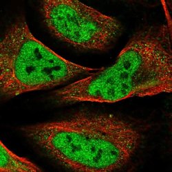 Invitrogen WHSC2 Polyclonal Antibody 100 &mu;L; Unconjugated:Antibodies,