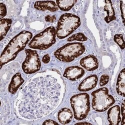 Invitrogen GLYAT Polyclonal Antibody 100 &mu;L; Unconjugated:Antibodies,