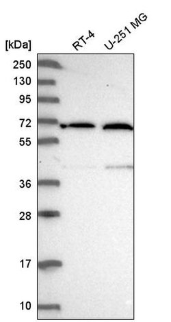 Invitrogen UTP15 Polyclonal Antibody 100 &mu;L; Unconjugated:Antibodies,