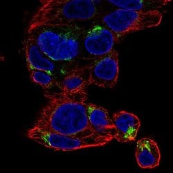 Invitrogen NECAB3 Polyclonal Antibody 100 &mu;L; Unconjugated:Antibodies,