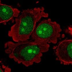 Invitrogen C8orf59 Polyclonal Antibody 100 &mu;L; Unconjugated:Antibodies,