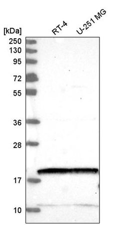 NUDT2 Polyclonal Antibody:Antibodies, Polyclonal