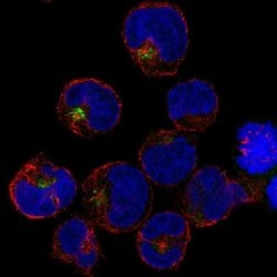 Invitrogen PRAM1 Polyclonal Antibody 100 &mu;L; Unconjugated:Antibodies,
