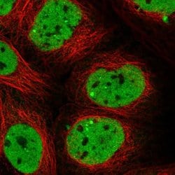 Invitrogen SCAF11 Polyclonal Antibody 100 &mu;L; Unconjugated:Antibodies,