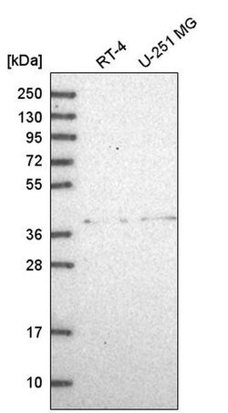 Invitrogen ADAL Polyclonal Antibody 100 &mu;L; Unconjugated:Antibodies,