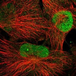 Invitrogen WDR33 Polyclonal Antibody 100 &mu;L; Unconjugated:Antibodies,