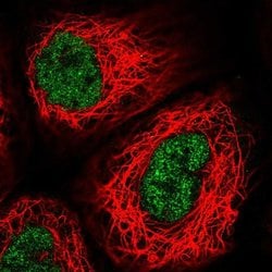 Invitrogen USF2 Polyclonal Antibody 100 &mu;L; Unconjugated:Antibodies,