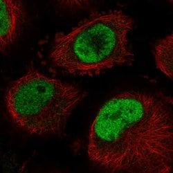 Invitrogen Cdc40 Polyclonal Antibody 100 &mu;L; Unconjugated:Antibodies,